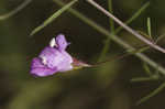 Slenderleaf false foxglove